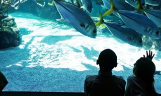 Two kids watching a group of large fish swimming in a huge aquarium tank.