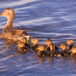 Mama Mallard and Ten Ducklings