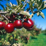 Close-up of red apples in an apple orchard