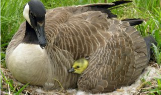 goose