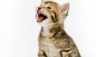 kitten pic