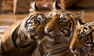 tigers