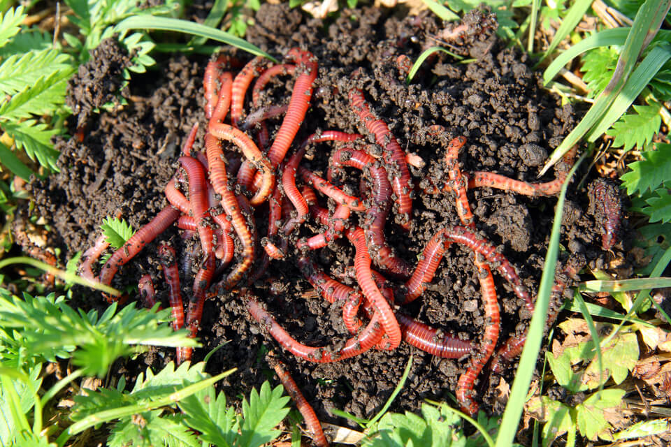 red worms in dirt