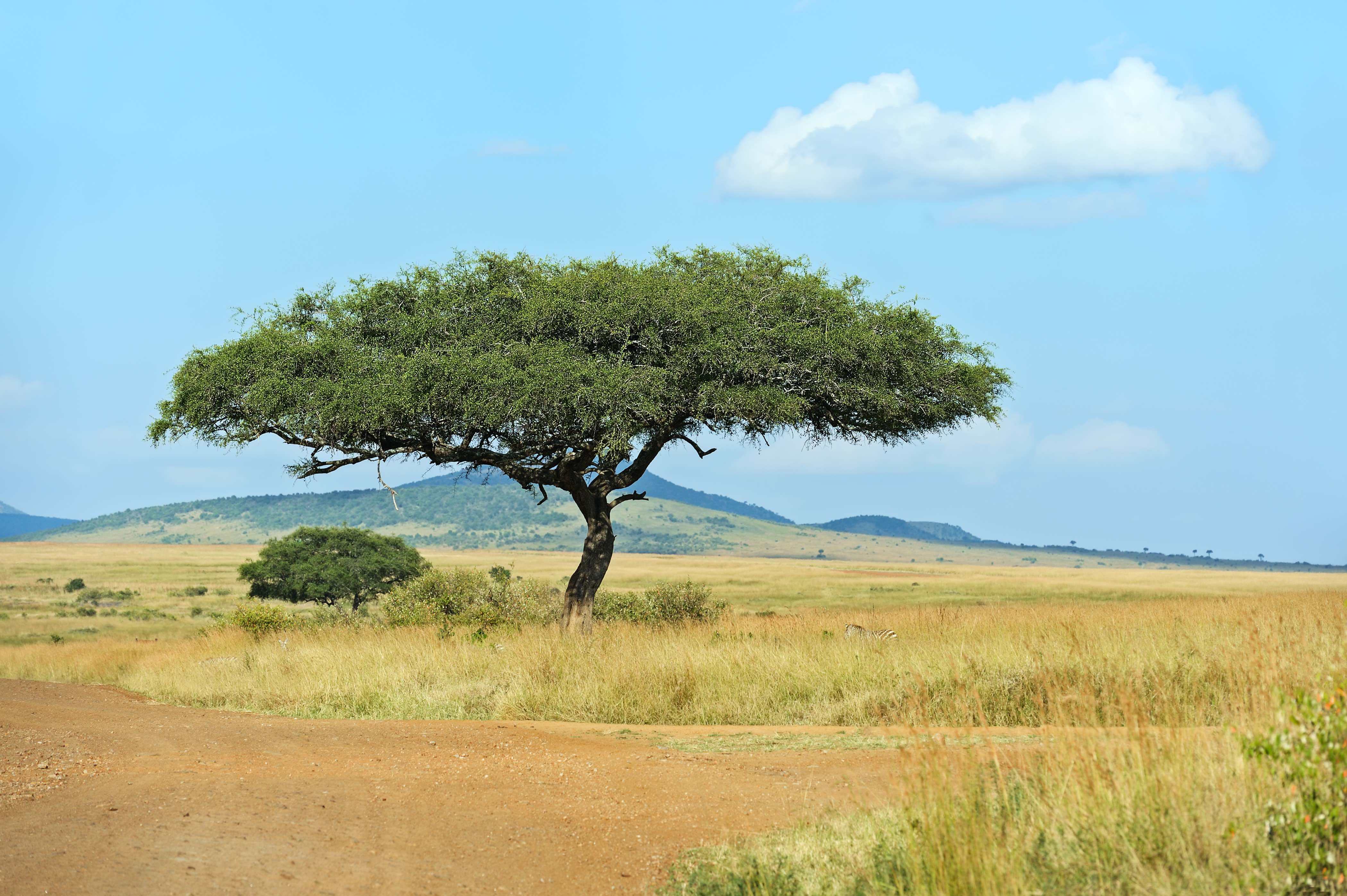 A tree grows in the African savanna.