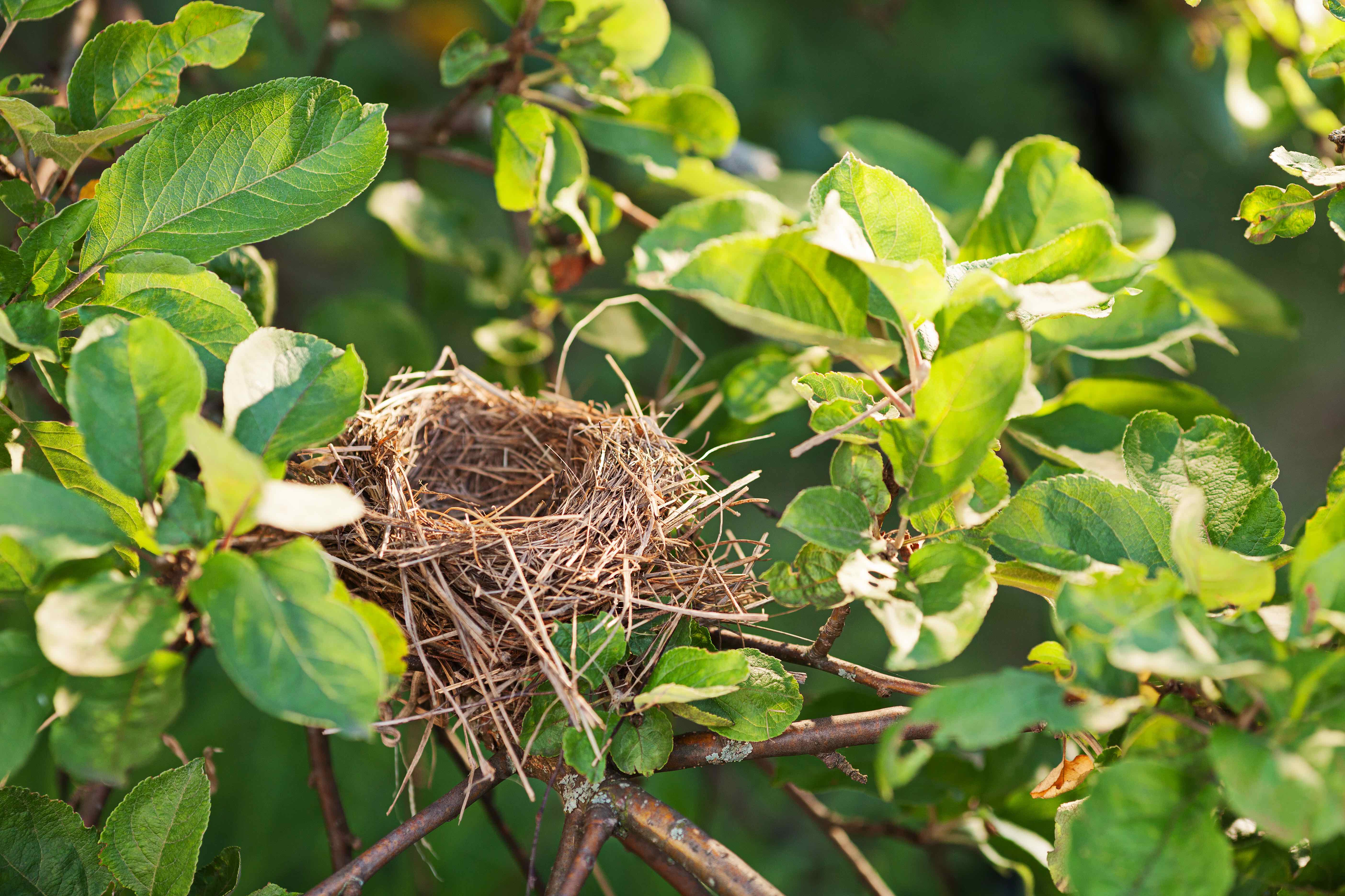 An empty bird nest sits in a tree.