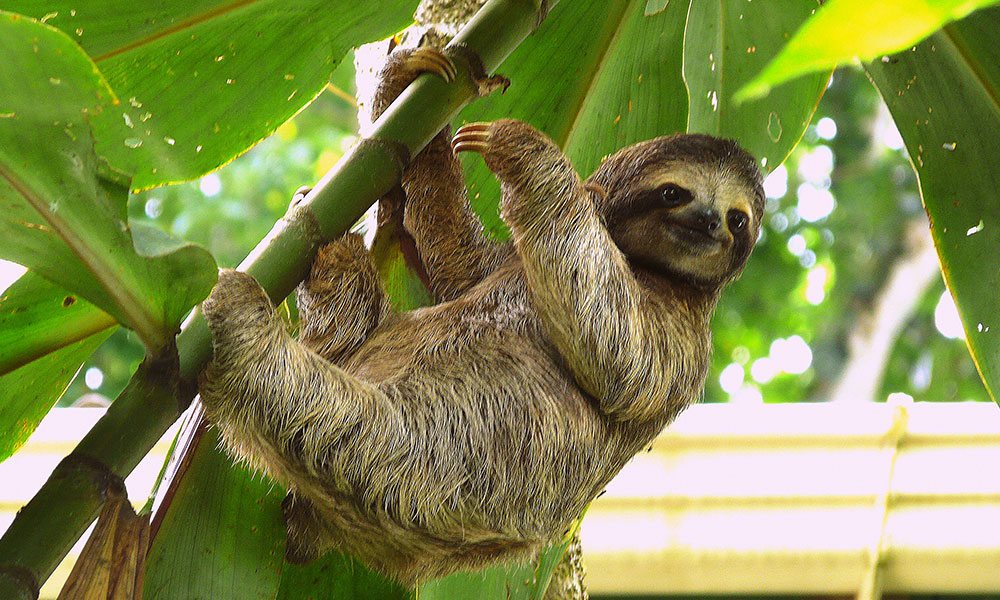 Sloth in Puerto Viejo, Costa Rica
