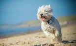 West Highland terrier running in the sand on the beach