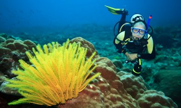 Diver underwater with feather starfish