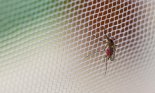 Mosquito (Culex pipiens) with his stomach full of human blood sitting on the net