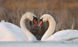 Two swans facing each other forming a heart shape