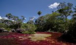 Luxuriant nature in Cano Cristales