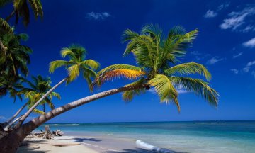 Palm trees on tropical coastline, Las Terrenas, Samana Peninsula, Dominican Republic