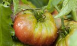 Heirloom tomatoes on vine