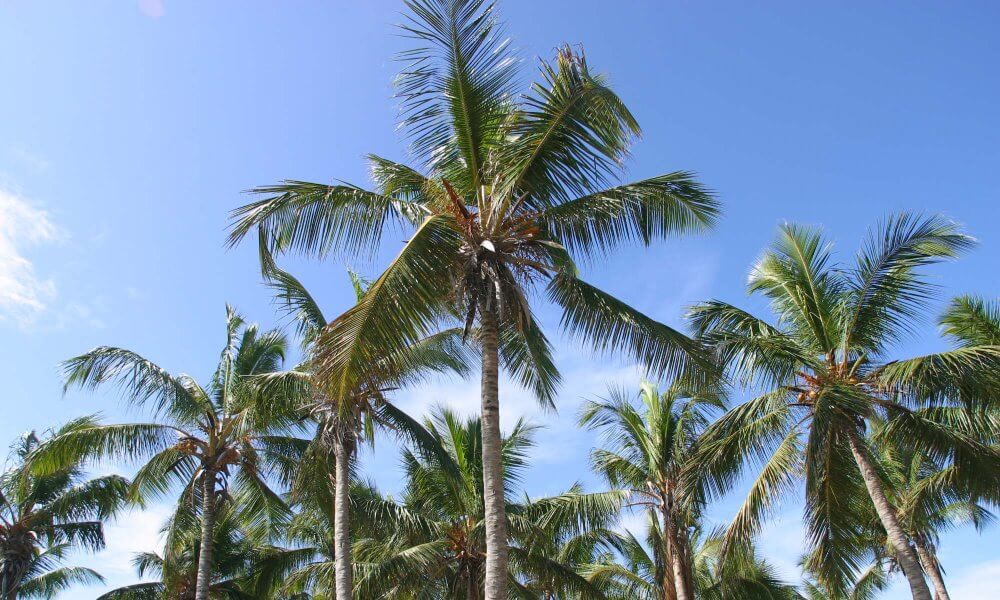 palm trees in Dominican Republic