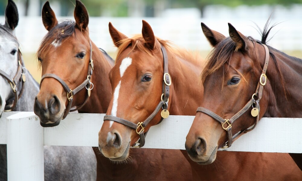 Thoroughbred racehorses looking over a fence