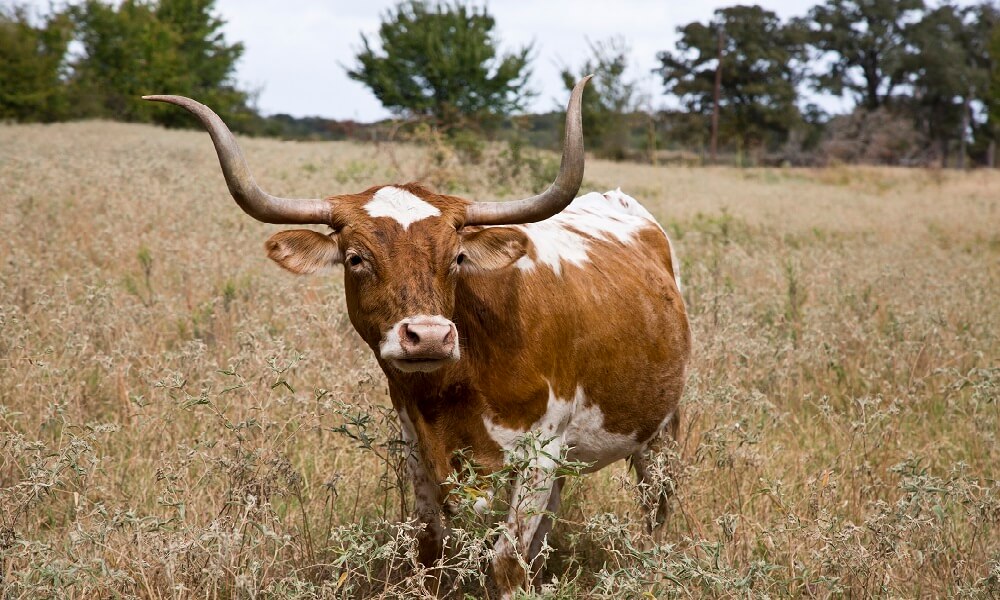 Longhorn cattle ranch, Blanco, Texas
