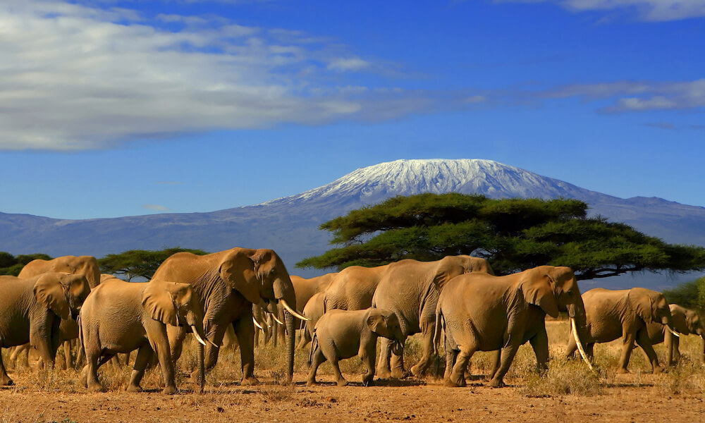 Kilimanjaro and elephants