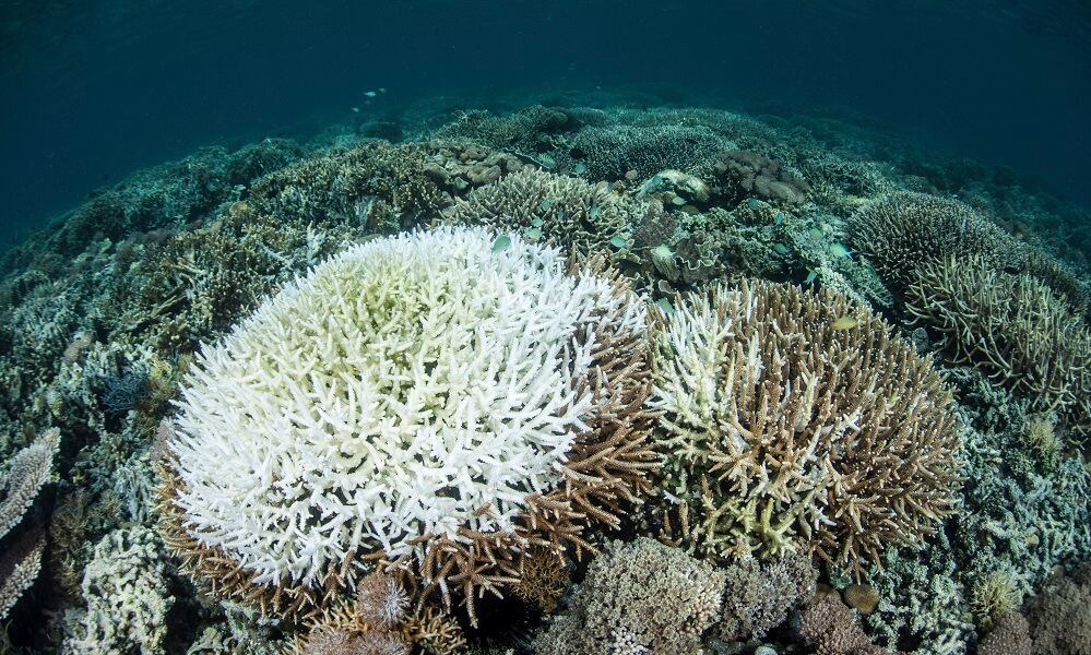 Coral colonies are beginning to bleach on a reef in Indonesia.