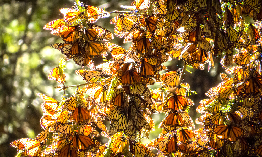 Decenas de mariposas monarcas se posan en una rama de árbol.
