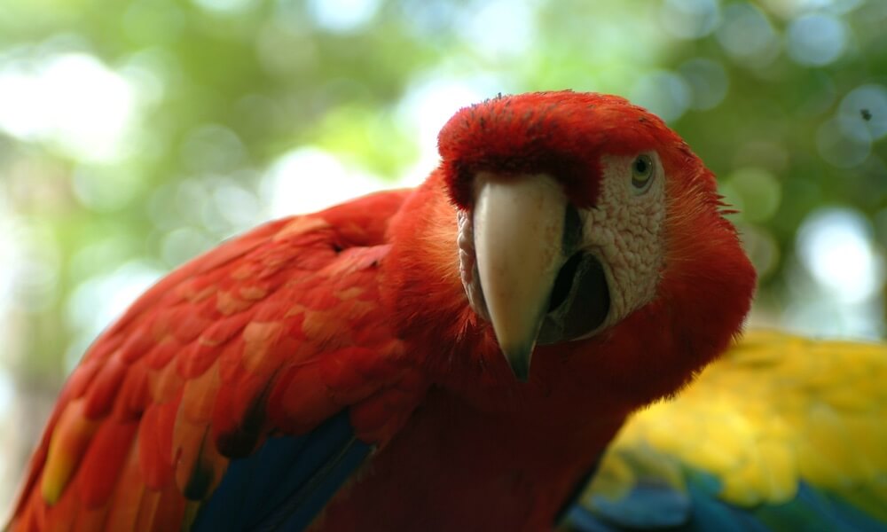 A red macaw looks straight into the camera
