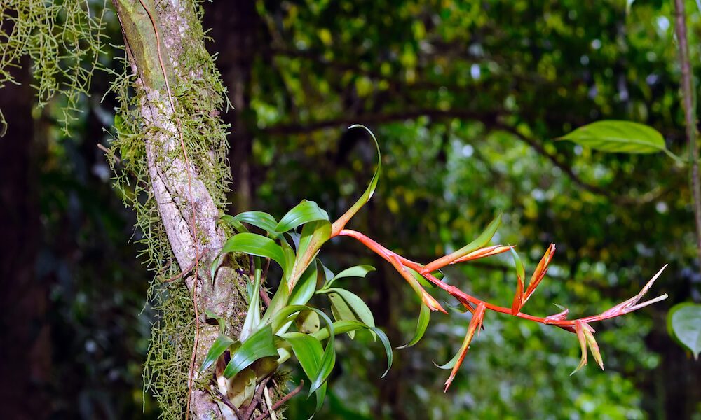 Una orquídea crece en el tronco de un árbol. Se ve el verde del bosque nublado está al fondo.