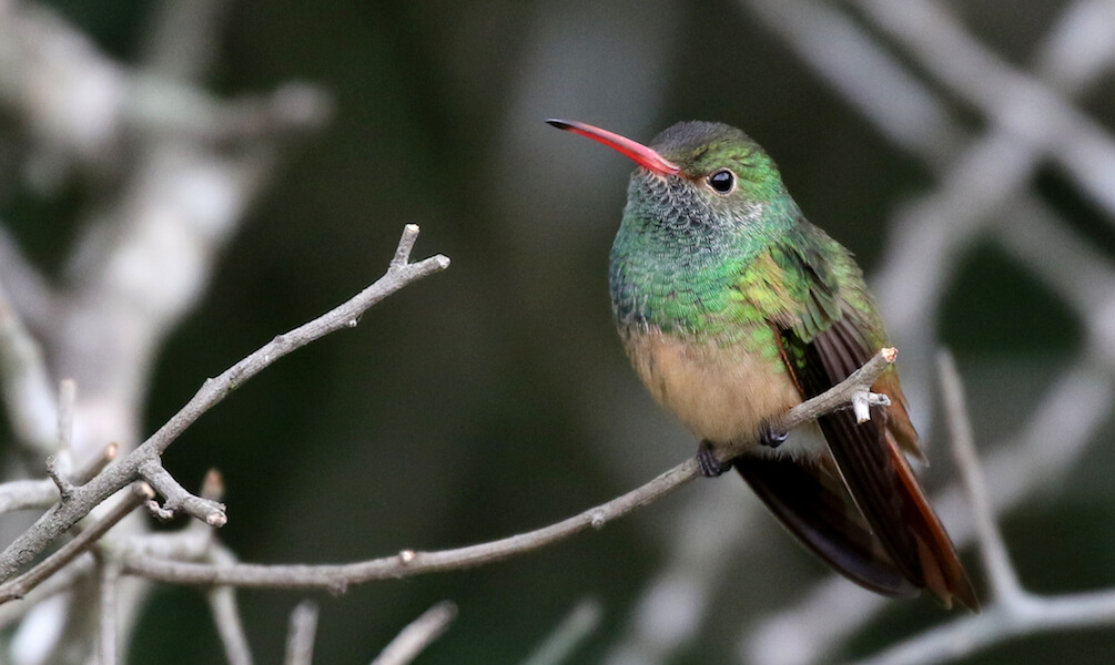 Un colibrí verde con un pico rojo se posa en un ramo de un arbusto.