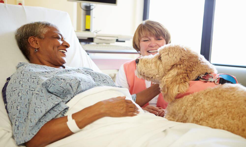 Pet therapy dog visiting senior female patient in hospital