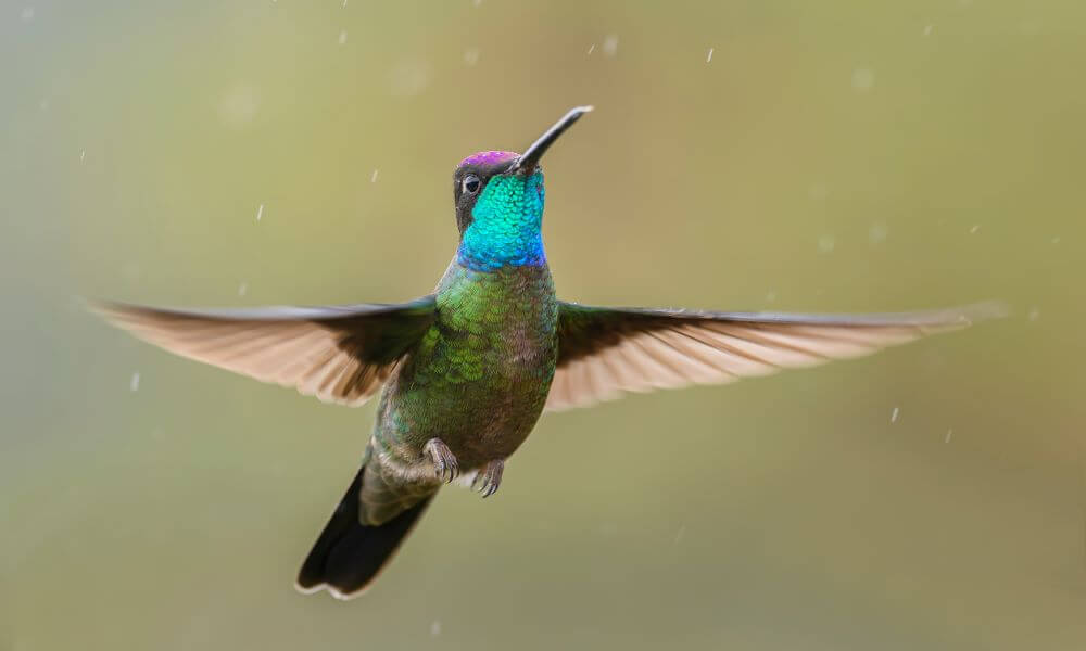 hummingbird in flight, Costa Rica