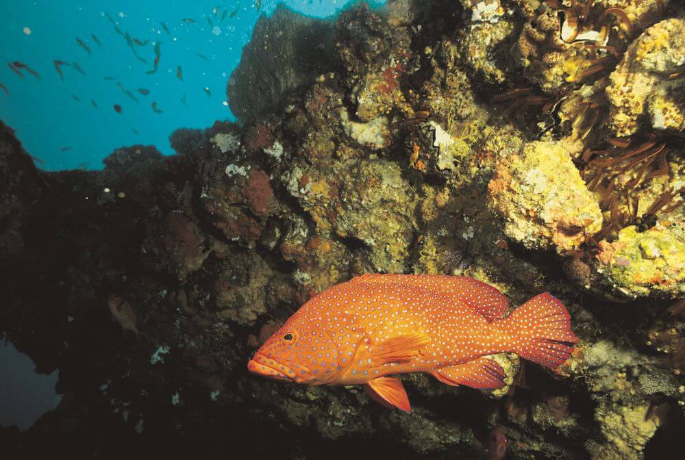 Brightly colored fish off the African Coast, Indian Ocean