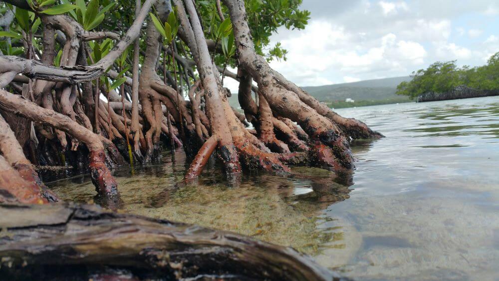 Close-Up Of Mangrove Tree Growing By River