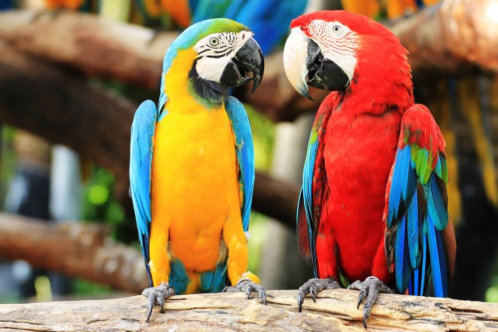 Colorful blue-and-yellow and scarlet macaws sitting on log or branch