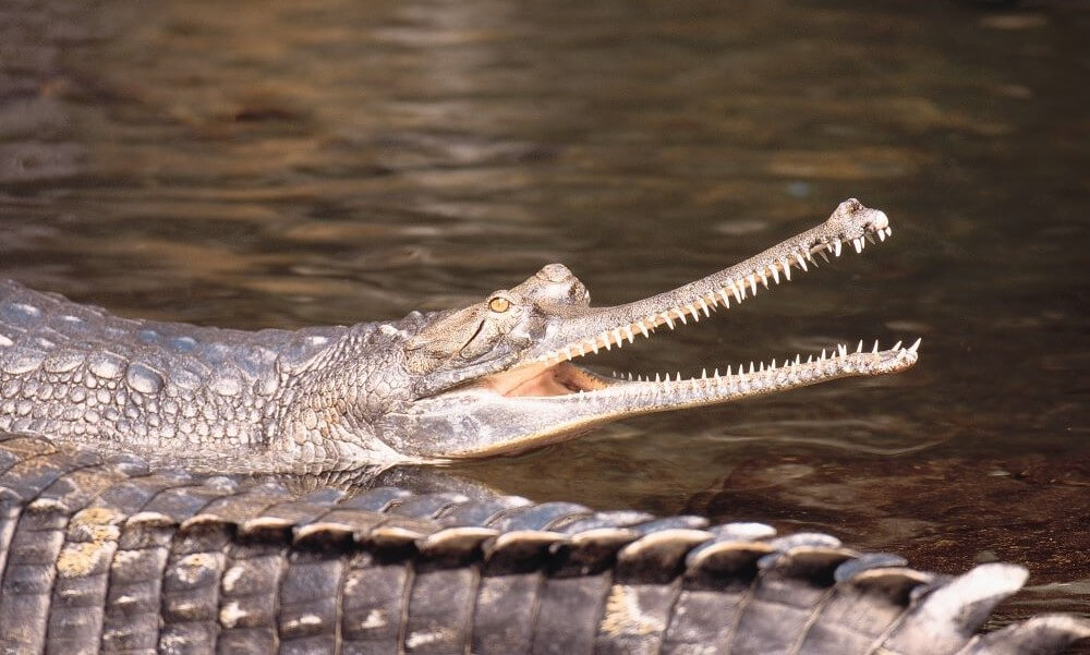 Cayman alligator in water